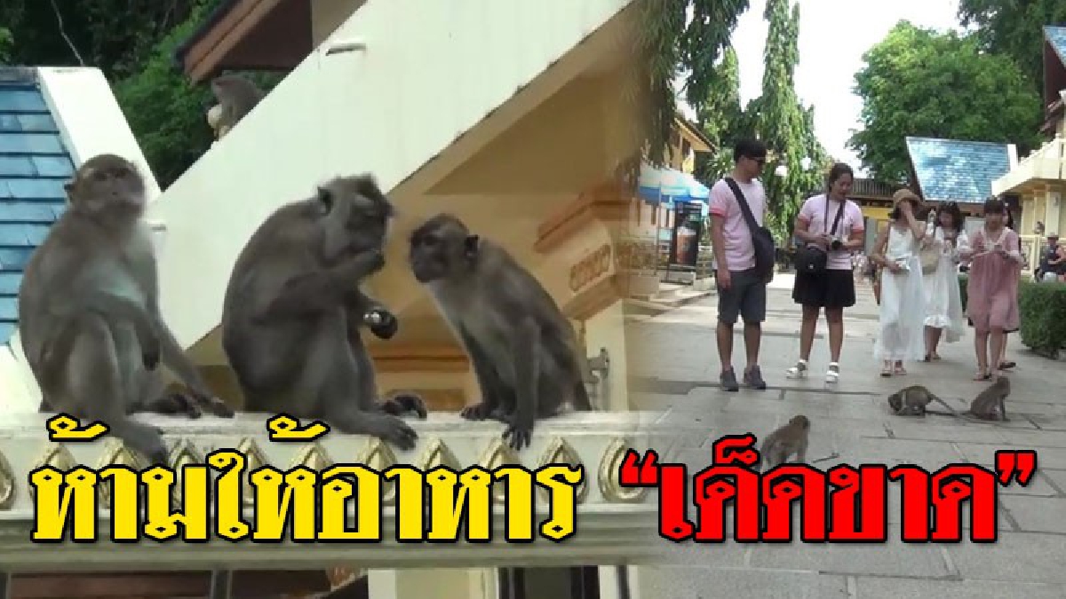 ห้ามเด็ดขาด!! วัดถ้ำเสือขึ้นป้าย "ห้ามให้อาหารลิง" เพื่อป้องกันลิงทำร้ายนักท่องเที่ยว..!?? (ชมคลิป)