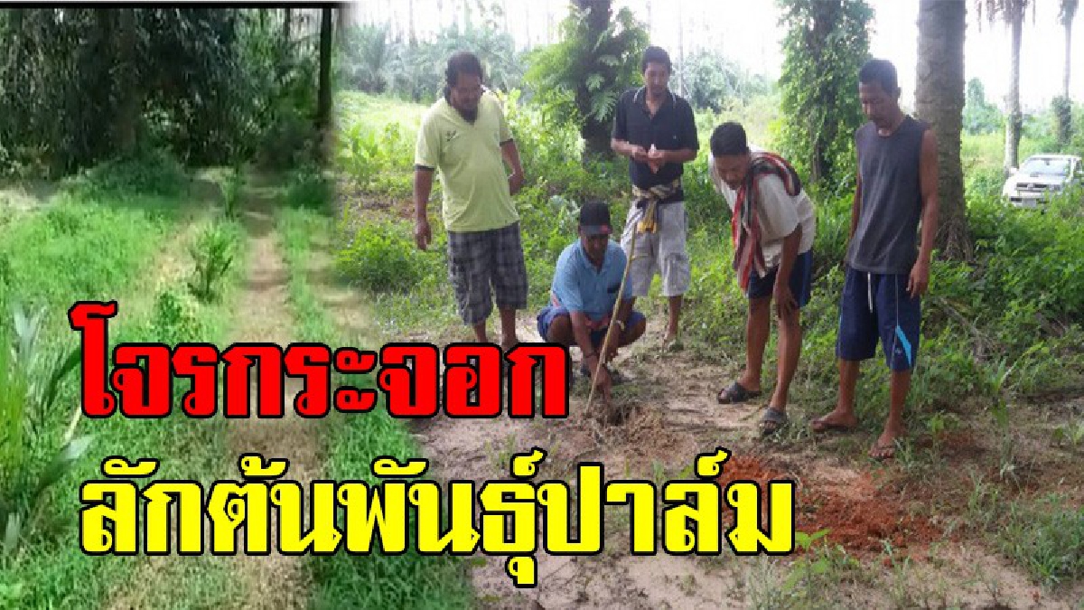 สุดแปลก !! โจรกระจอกบุกสวนปาล์ม ไม่เอาลูกปาล์ม แต่ลักขุดต้นพันธุ์ กว่าไป 121 ต้น สูญกว่า 2 หมื่นบาท ระบาดหนัก คาดมีออเดอร์