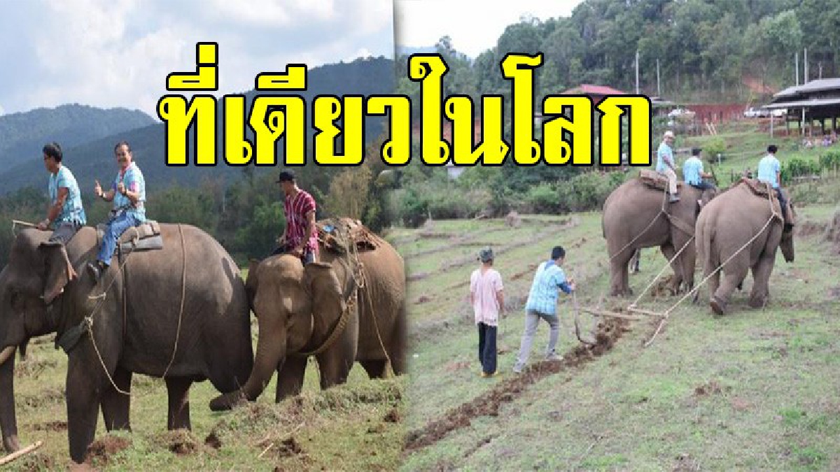 ห้ามพลาด !! แปลกแต่จริง ประเพณีช้างไถนา ที่ควรค่าการอนุรักษ์และส่งเสริมการท่องเที่ยว ที่เดียวในประเทศไทย