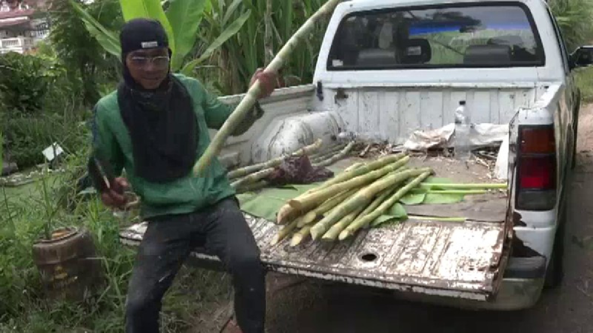 ปทุมธานี ลุงน้อยเกษตรกรคลองหนึ่ง ปลูกน้ำอ้อยพันธ์พระราชทานโครงการ1ไร่1แสน