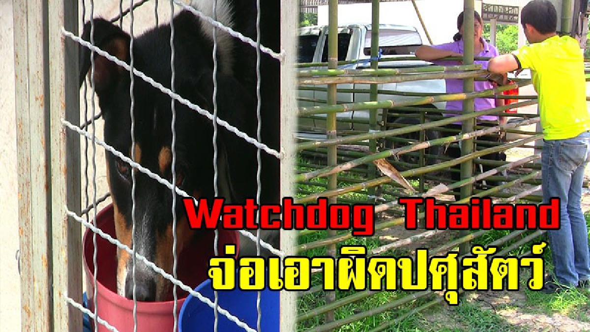 กลุ่ม Watchdog Thailand เตรียมเข้าแจ้งความปศุสัตว์อำเภอ หลังนำยาคลุกข้าวให้สุนัขกินตาย 2 ตัว