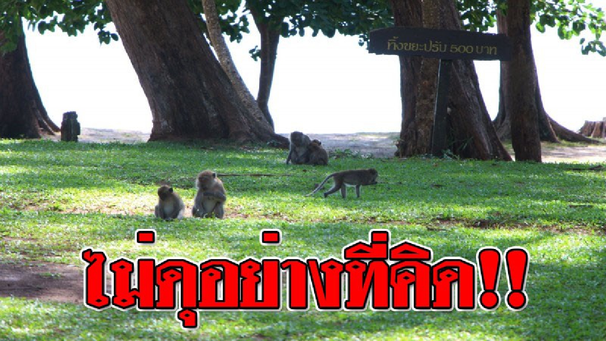 อุทยานฯหาดเจ้าไหมตรัง แจงสถานการณ์ประชากรลิงในหาดหยงหลิงไม่รุนแรง ฝากเตือน นทท.อย่าให้อาหารเผย นทท.ไม่เคยถูกลิงกัดหรือทำร้าย!?