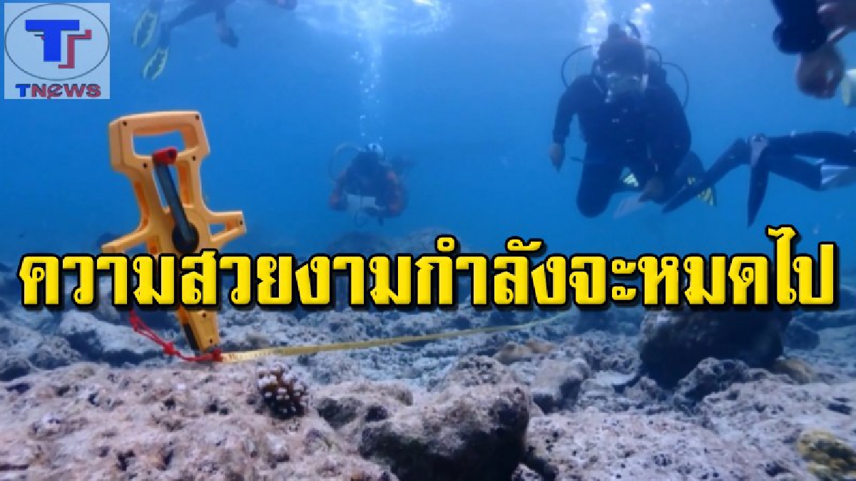 ยับเยิน !!! เปิดภาพสุดสะเทือนใจ ปะการัง อ่าวมาหยาเสียหายหนัก เนื้อที่ 29 ไร่ ขณะที่ผู้ประกอบการเห็นด้วย ปิดอ่าวฟื้นฟู (คลิป)