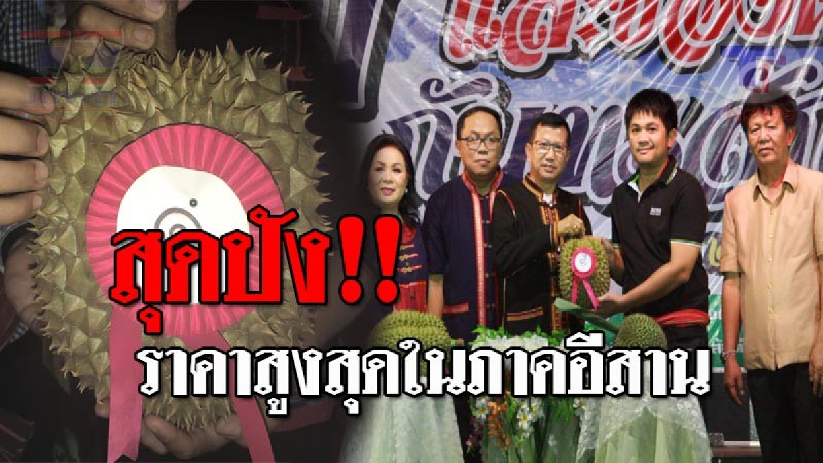 สุดฮือฮา..!! ทุเรียนภูเขาไฟ ลูกละ 150,000 บาท เผยเป็นราคาที่สูงที่สุดในภาคอีสาน ขณะที่เจ้าของสวนทุเรียนยิ้ม ได้ราคาขายอย่างงาม!? (ชมคลิป)