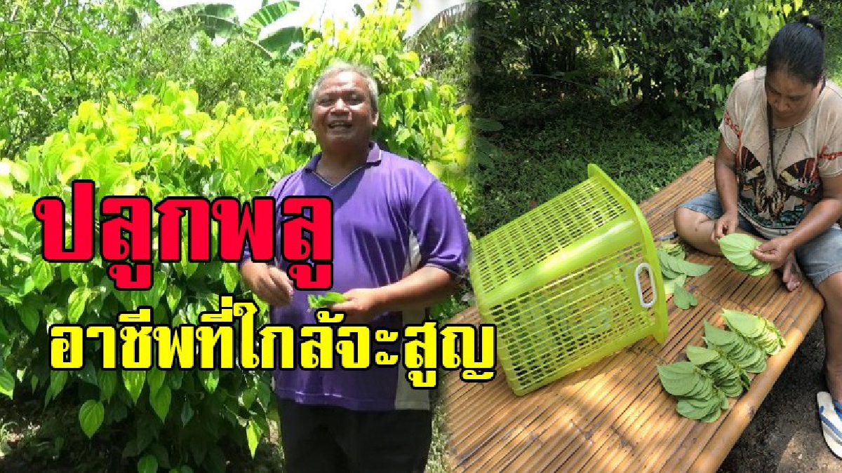 ใกล้จะสูญไปตามวิถีชีวิตที่เปลี่ยนไป !! อาชีพปลูกพลูกินกับหมาก อาชีพหนึ่งที่กำลังจะหาย