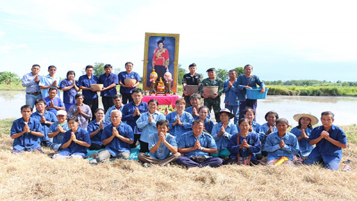พิจิตรชาวนาลงมือหว่านเมล็ดข้าวหอมมะลิ105พระราชทานของสมเด็จพระเทพฯ