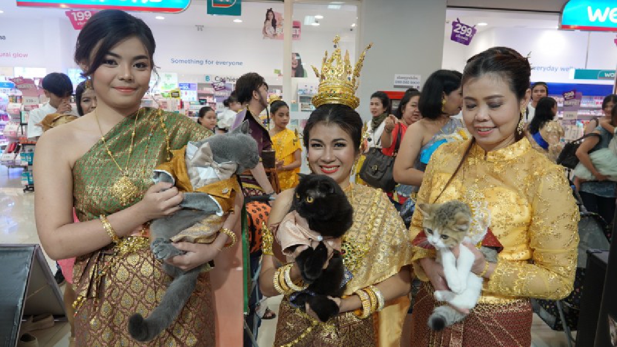 ปทุมธานี กระแสชุดไทยย้อนยุคยังไม่จบ ประกวดออเจ้าแมวกลางศูนย์การค้าเดอะฮับ