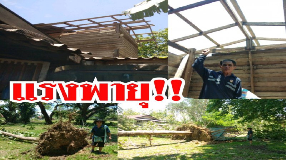 แรงขนาดไหน !! พายุฤดูร้อน พัดต้นไม้สักนับ 20 ต้น ล้มระเนระนาด กวาดหลังคาชาวบ้านบ้านบงเหนือ ต.แม่ป้าก อ.วังชิ้น เกือบ 50 หลังคา