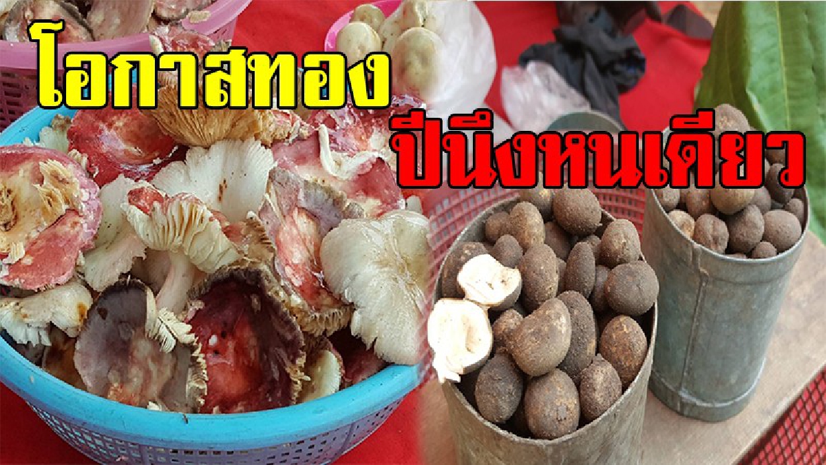 โอกาสทอง หนึ่งปีมีครั้งเดียว !! ชาวบ้านแห่เก็บเห็ดขายสร้างรายได้ยอย่างงาม
