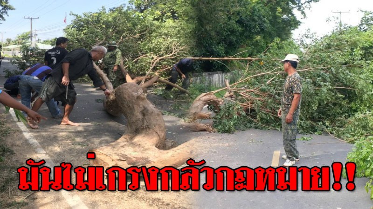ยิ่งกว่าเหริมเกริม อุกอาจ!! แก๊งมอดไม้ติดอาวุธครบมือ บุกตัดพะยูงกลางดึกในวัดเก่าแก่กลางชุมชน ชาวบ้านวอน จนท.เวลาแจ้งเหตุด่วนให้รีบมา!??