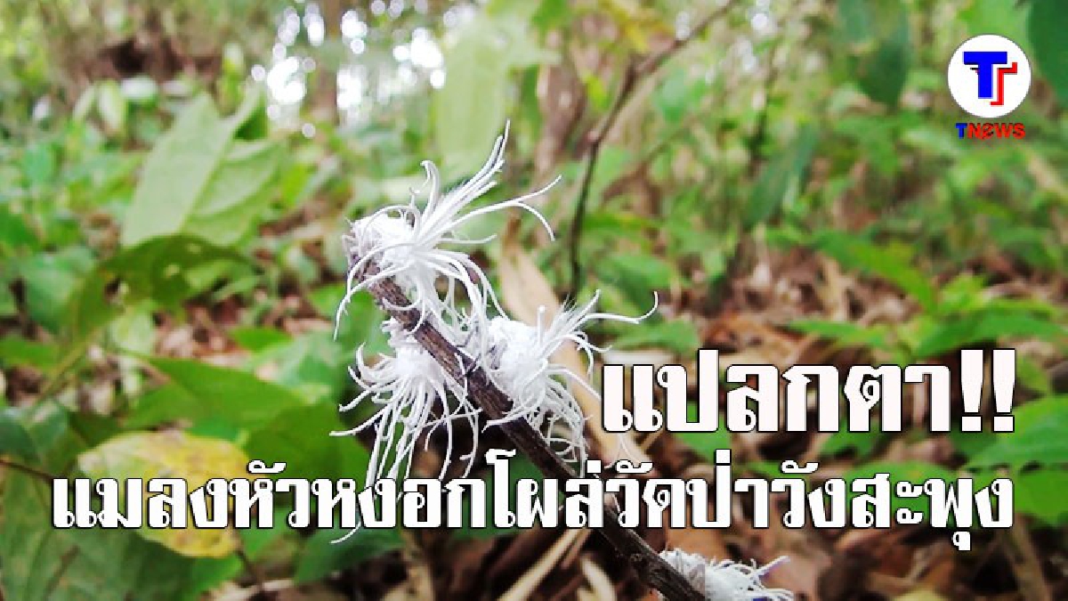 แปลกตา!! แมงหัวหงอกโผล่เต็มวัดป่าวังสะพุง (มีคลิป)