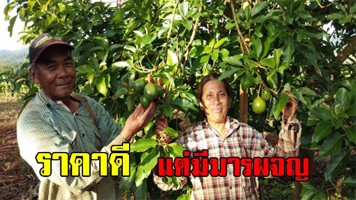 ผีกระสอบชุมยิ่งกว่ายุง !! เกษตรชาวพบพระ ทุกข์หนักกางมุ้งนอนเฝ้าสวน อะโวคาโด หลังราคาพุ่งโลละ30บาท โจรมันชุมเหลือเกิน