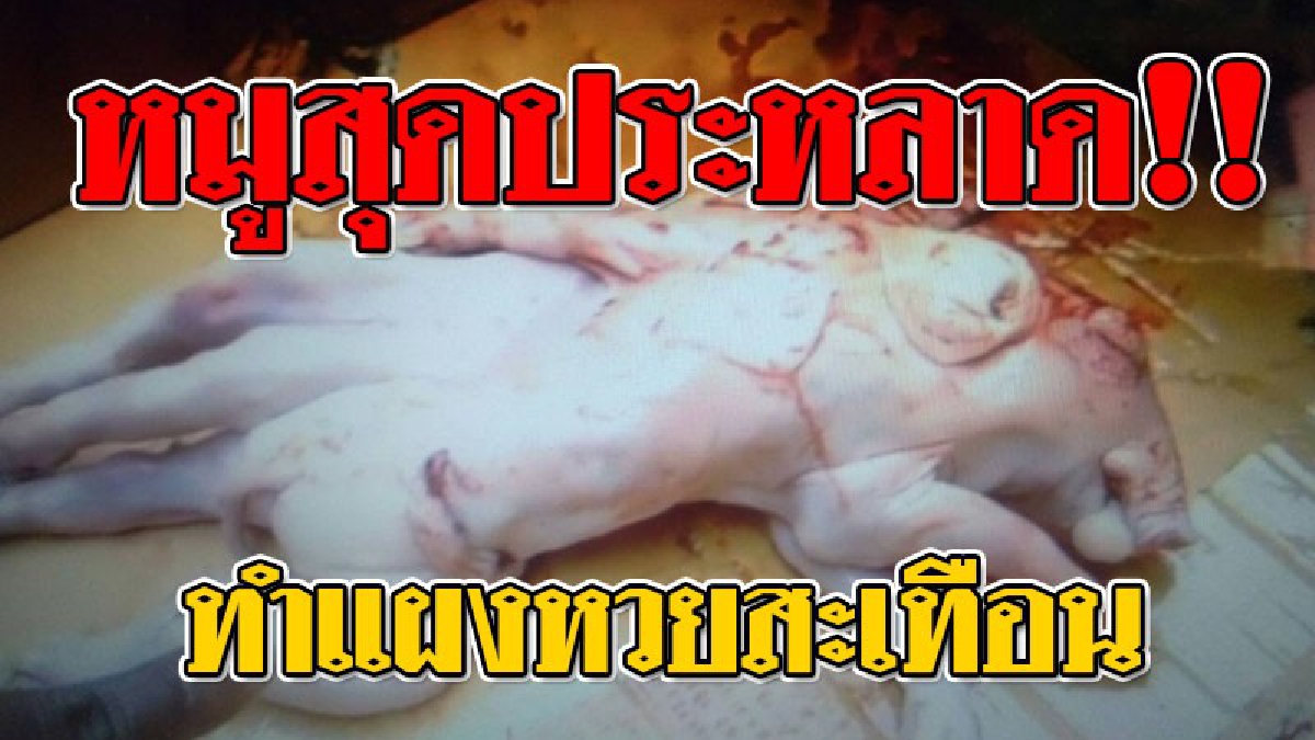 ช็อกทั้งหมู่บ้าน ! ขยี้ตารัวๆ "หมูประหลาด" มี 8 ขา งานนี้รู้ถึงเซียนหวยไม่มีพลาด ตามไปดูชัดๆให้เห็นกับตา..!? (ชมคลิป)