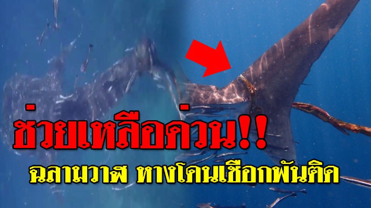 ท้องทะเลแทบร้องไห้ ! ขอความช่วยเหลือด่วน ดูแล้วแชร์รัวๆ เรือนำเที่ยวบางสะพานน้อยพบ "ฉลามวาฬ" ยาว 10 เมตร มีเชือกพันโคนหาง..!? (ชมคลิป)