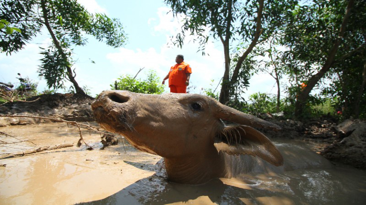 ทำวุ่นไปหมด ! ควายเพศผู้ ดวงสุดซวย..เดินตกลงบ่อน้ำ ตะเกียกตะกายขึ้นมาก็ไม่ กู้ภัยเร่งช่วยเหลือด่วน!? (ชมคลิป)