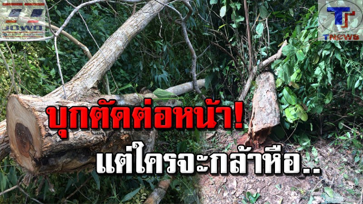 วิกฤติไม้พยุง!! เหิมเกริมสุดขั้วลักลอบตัดไม้พยุงในหมู่บ้าน ท่ามกลางสายตาชาวบ้าน แต่ไม่มีใครกล้ายุ่ งเพราะเกรงไม่ปลอดภัย (คลิป)