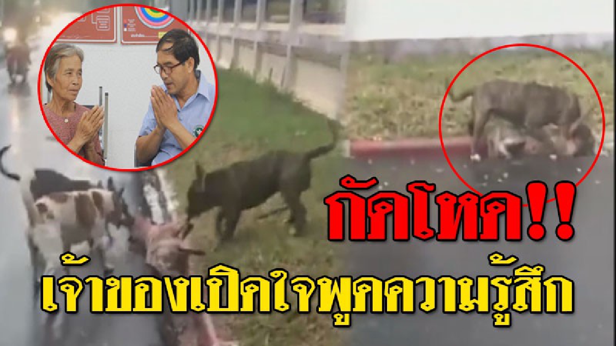 กัดสะเทือนทั่วประเทศ ! พิทโหด รุมกัดหมาไทย "ตาย" คาปาก ยายเจ้าของเผย..เสียใจแต่ไม่เอาความ ด้านเจ้าของหมาสายพันธ์ดุ ยกมือไหว้ขอโทษจากใจ..!?