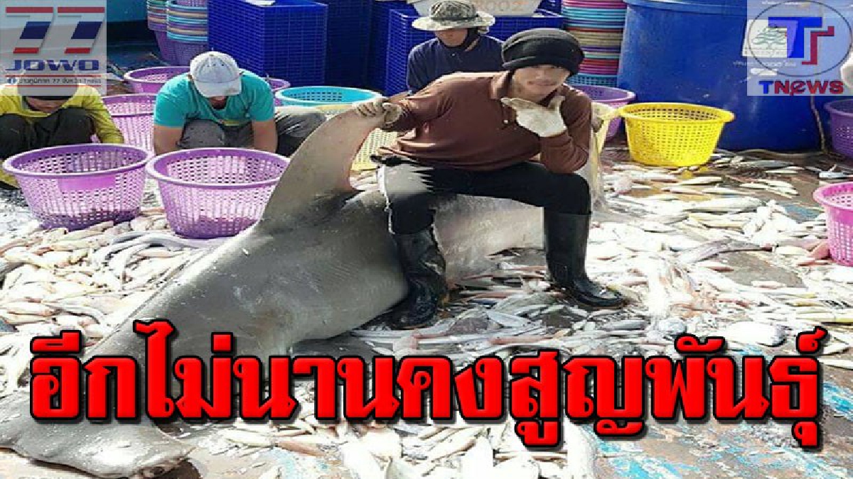 #จากผู้ล่ากลายเป็นผู้ถูกล่า เปิดภาพสุดสลด! อวนลากปลาจับ "ฉลามหัวค้อน" สัตว์ทะเลหายากใกล้สูญพันธ์ เพื่อหาผลประโยชน์ทางธุรกิจ..