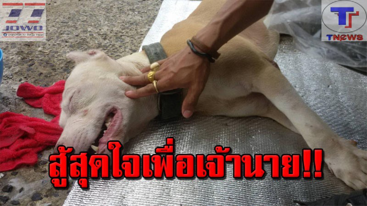 ระทึกนาทีชีวิต !! ปั้มหัวใจ "เจ้าปิ๊กกาจู" พิทบูลผู้ซื่อสัตย์ รอดหวุดหวิด หลังต่อสู้กับลูกงูเห่า จนเผลอกลืนพิษอาการสาหัส (คลิป)