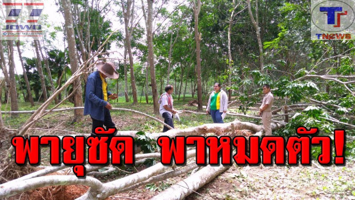 ลมพัดยางล้ม 2 ตำบล จนท.เร่งเข้าสำรวจเพื่อให้การช่วยเหลือ หลังพบกินเนื้อทีบริเวณกว้างบางรายหมดตัว (คลิป)