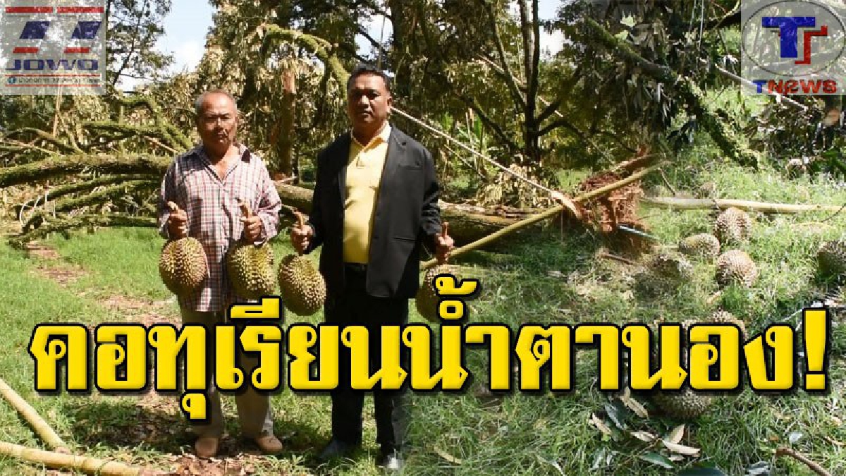 #เสียหายเป็นล้าน พายุฤดูร้อนพัดกระหน่ำซัดต้นทุเรียน ต.ตะเคียนทอง หักโค่น สุดเสียดาย! ผลผลิตใกล้เก็บเกี่ยวร่วงหล่นเสียหาย (มีคลิป)