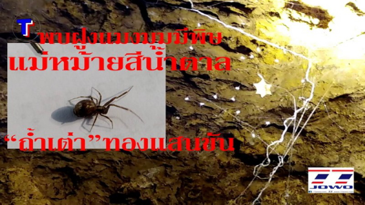 ตะลึง! พบฝูงตัวอ่อนตัวเล็กลูกแมงมุมพิษร้าย "แม่หม้ายสีน้ำตาล"  ถ้ำเต่า 1 ใน 8 แหล่งท่องเที่ยวทองแสนขัน เตือนอย่าใช้มือสัมผัสผนังถ้ำ