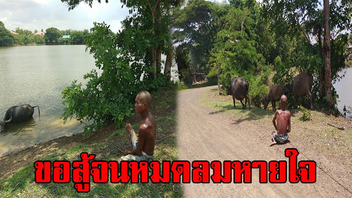 นักสู้ผู้ยิ่งใหญ่!! หนุ่มใหญ่ป่วยโปลิโอ ลากสังขารตัวเองเลี้ยงควาย ปลูกมัน สู้ชีวิตต้องดิ้นรนจนกว่าจะหมดลม(คลิป)