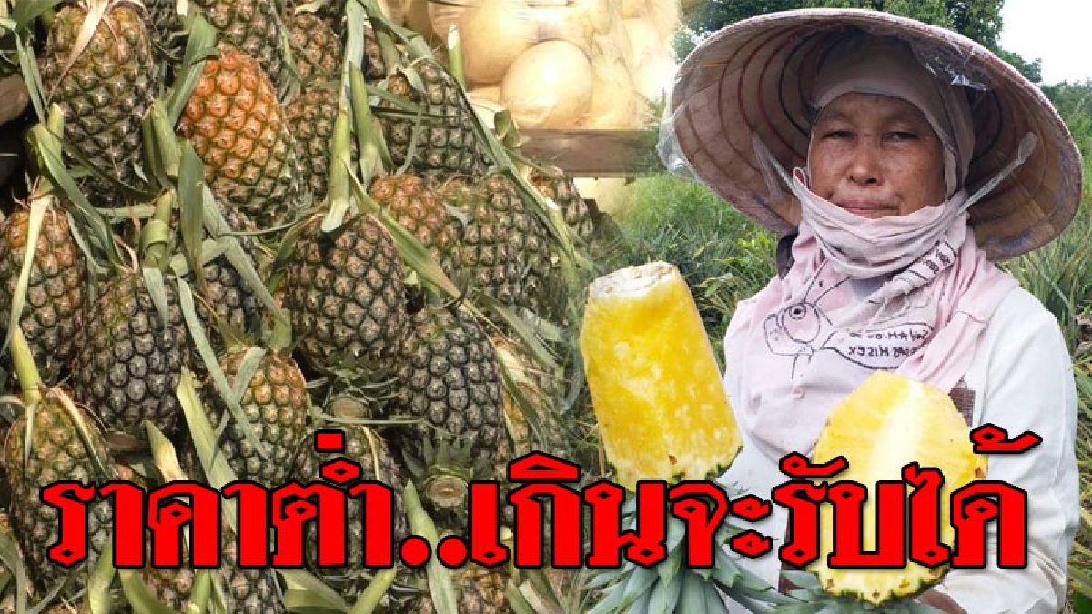 ติดอันดับต้นๆ..ที่ราคาตก ! เกษตรกรโอด สับปะรดหวานของขึ้นชื่อ แต่ราคาตกหนักในรอบ 10 ปี เหลือกิโลละ 2 บาท..!?? (ชมคลิป)