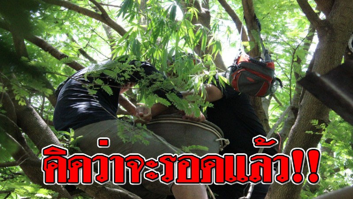 คิดได้ไง!?? หนุ่มวัย 40 หัวหมอสุดๆ แอบลักลอบปลูกต้น "กัญชา" ไว้บนต้นมะขาม แต่สุดท้ายไม่รอด..เจอ จนท.ตาไวโดนรวบถึงที่..!?? (คลิป)
