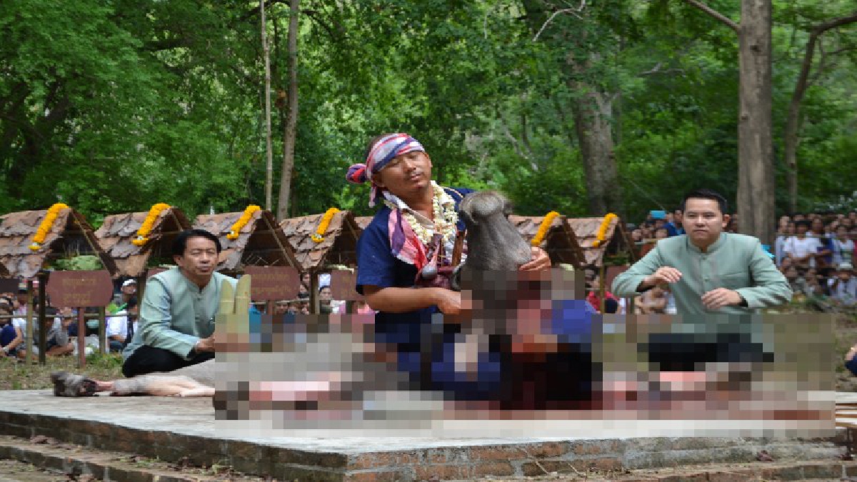 เตรียมพบประเพณีความเชื่อสุดสยอง &ldquo;ประเพณีเลี้ยงดง&rdquo; สังเวยกระบือเซ่นปู่แสะ-ย่าแสะ พลังศรัทธาสู่การรักษาผืนป่าที่ยั่งยืน