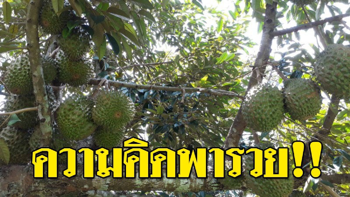 สุดเจ๋ง!! ครูเกษียณ ทดลองปลูกทุเรียน สำเร็จสร้างรายได้ปีละกว่าแสนบาท วางแผนเป็นสวนผลไม้ครบวงจร หนุนเที่ยวศึกษา อาชีพเกษตรพอเพียง (คลิป)