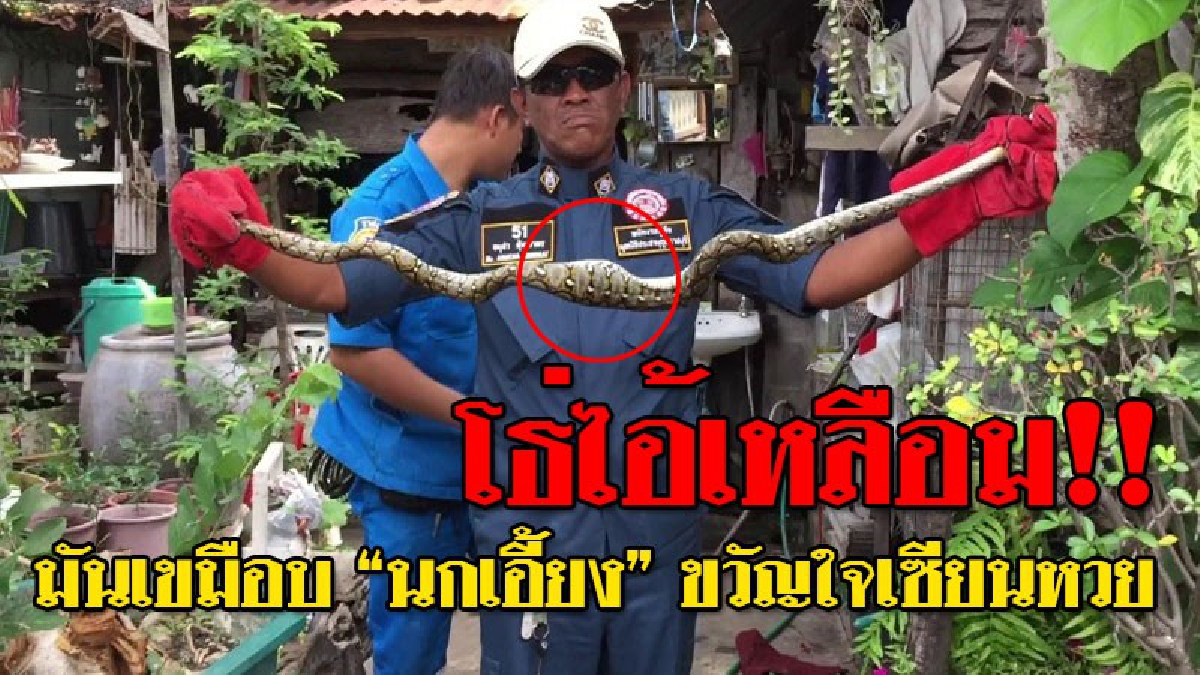 เซียนหวยฝันสลาย ! งูเหลือมหิวโซ..เลื้อยเข้ากรงนกเอี้ยง เขมือบไม่เหลือซาก ช็อกอีกดอก..นกเอี้ยงที่ตาย? คือขวัญใจคอหวยให้เลขแม่นมาหลายงวด!!