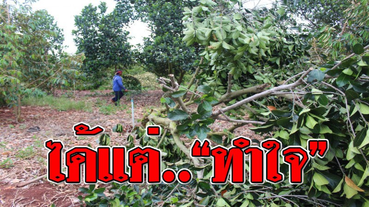 ดูแลมา 5 ปี..พังในวันเดียว ! สุดช้ำใจ..เจ้าของประคบประหงมมาเกือบ 5 ปี โดนลมพัดทีเดียวพังราบ ทำน้ำตาซึม สวนทุเรียน - ขนุน เสียหายยับ!?
