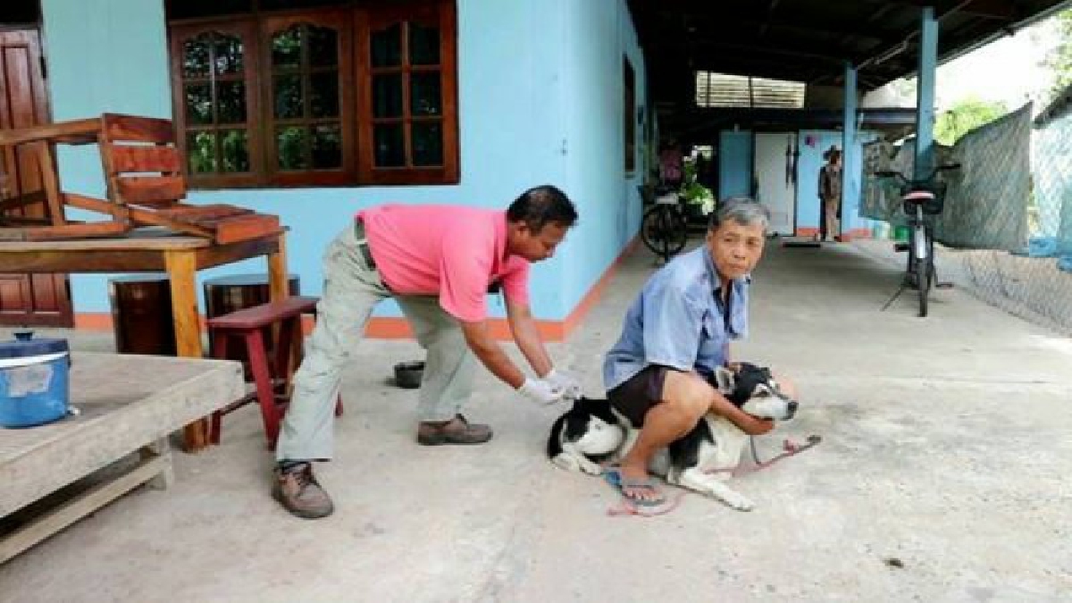 ผวากันทั้งตำบล!! ปศุสัตว์ระดมฉีดวัคซีนพิษสุนัขบ้าสุนัขและแมวป้องกันการระบาดหลังมีผู้เสียชีวิต