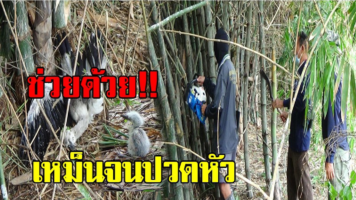 เหม็นขี้นกจนปวดหัว !!ชาวบ้านเดือดร้อนหนัก นกปากห่างเพาะพันธุ์ในป่าชุมชน เหม็นขี้นก ฝุ่น ขน ซากนกตายหวั่นเกิดโรคระบาด จนท.เร่งช่วยเหลือ