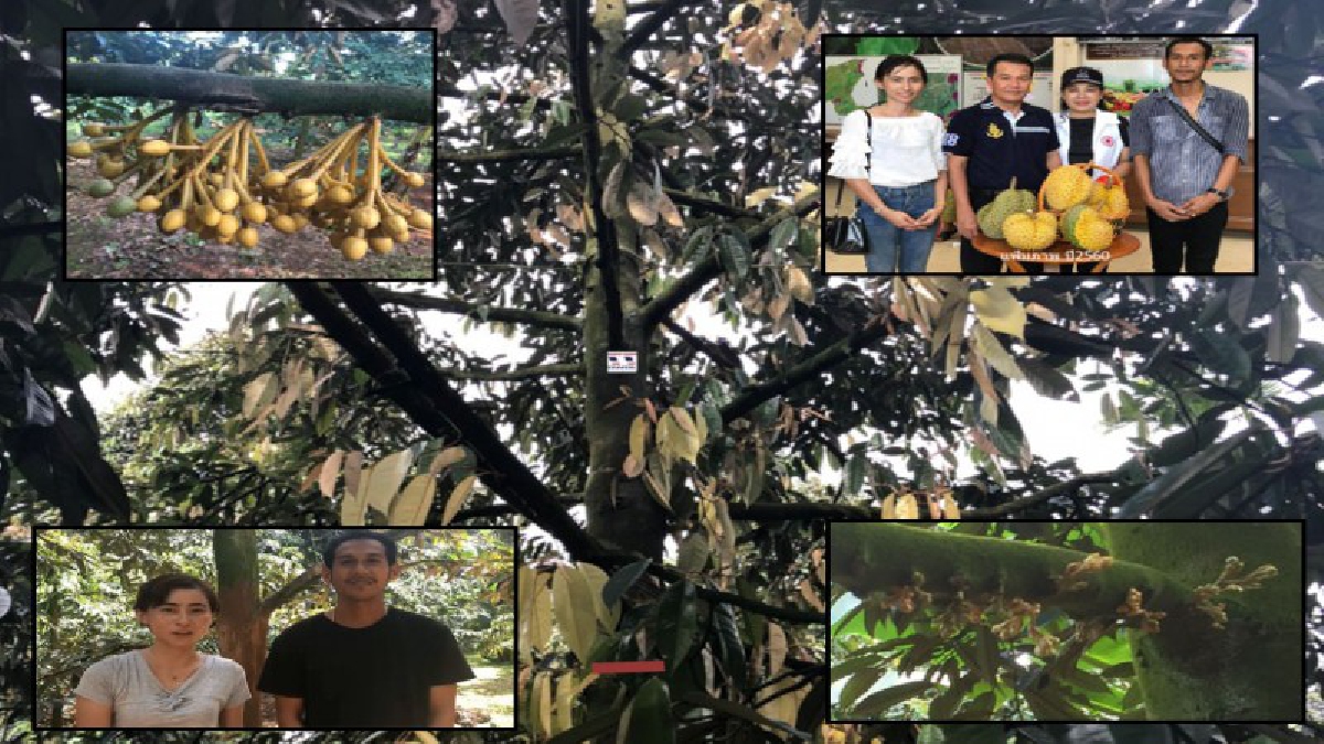 ทุเรียนสีทองถ้ำสิงห์ ของแปลกแต่ดี สวนบุญมี” เป็นตาปูขาไข่ปลาสีทองลูกสีทองเต็มต้นแล้วเตรียมนำประมูลรายได้มอบให้บ้านพักคนชรา(มีคลิป)