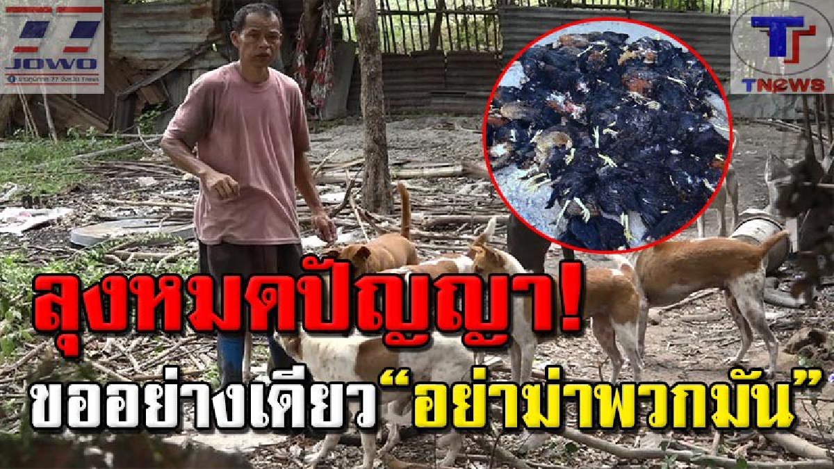 งานเข้าอย่างแรง! ลุงพิการหูหนวกเลี้ยง “แก๊งตูบทมิฬ” 18 ตัวอดๆ ยากๆ..อาละวาดไล่กัดไก่ตายเป็นเบือ ถูกแจ้งความเรียกค่าเสียหาย 3 หมื่น (คลิป)