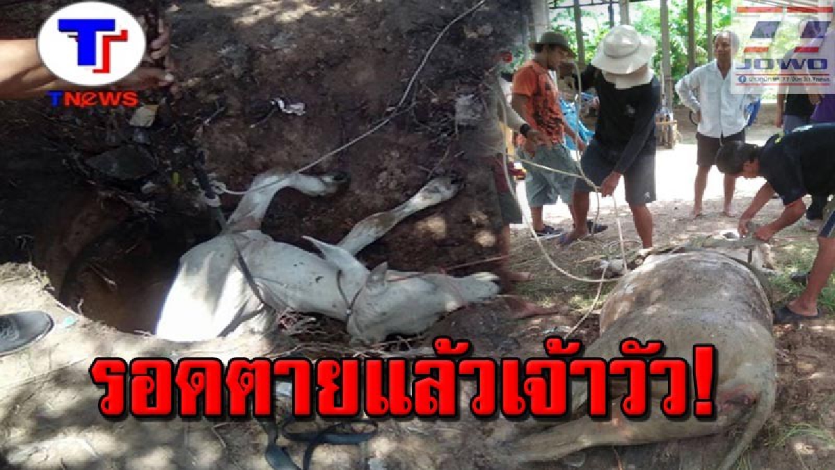 ยิ่งเห็นยิ่งสงสารจับใจ !! เผยนาทีชีวิต แม่วัวท้องแก่ตกท่อส้วมเก่า ติดคาบ่อนานกว่า 2 ชม.ก่อนกู้ภัยดึงขึ้นรอดมาได้หวุดหวิด (คลิป)