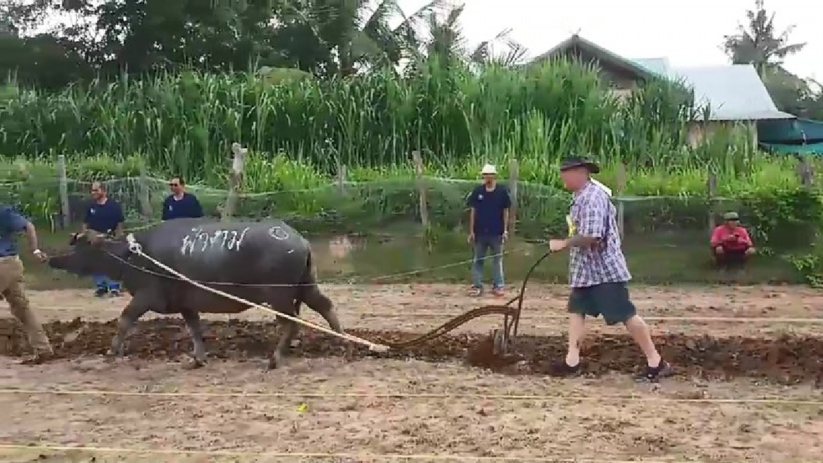 สุดฮา!!หนึ่งเดียวในโลก "เฮาปลึงกระแบ็ย" หรือเรียกขวัญควาย เขยฝรั่งแข่งไถนาโชว์พ่อตา-แม่ยาย ชาวไทย