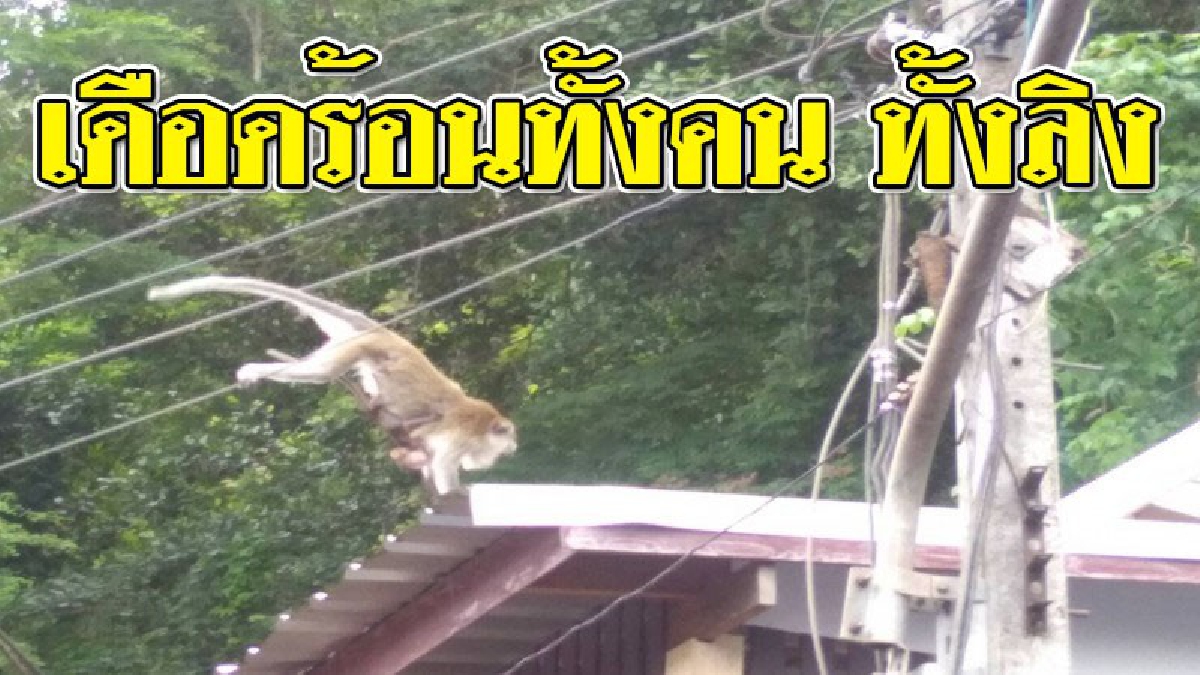 แล้วอะไรคือทางออก..ที่ดี ! ชาวบ้านสุดเดือดร้อน ลิงป่วนเมืองไม่หยุด เผย..หากจับไปปล่อยเกาะ มันจะอดตาย!?? (ชมคลิป)