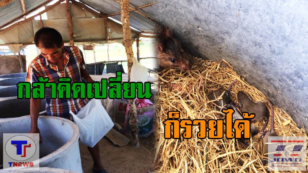 พลิกวิกฤติเป็นโอกาส...!! คุณลุง วัย 58 ปี จับหนูนาเพาะพันธุ์ขาย สร้างรายได้งาม กำไลดี  10,000 บาทต่อเดือน (ชมคลิป)