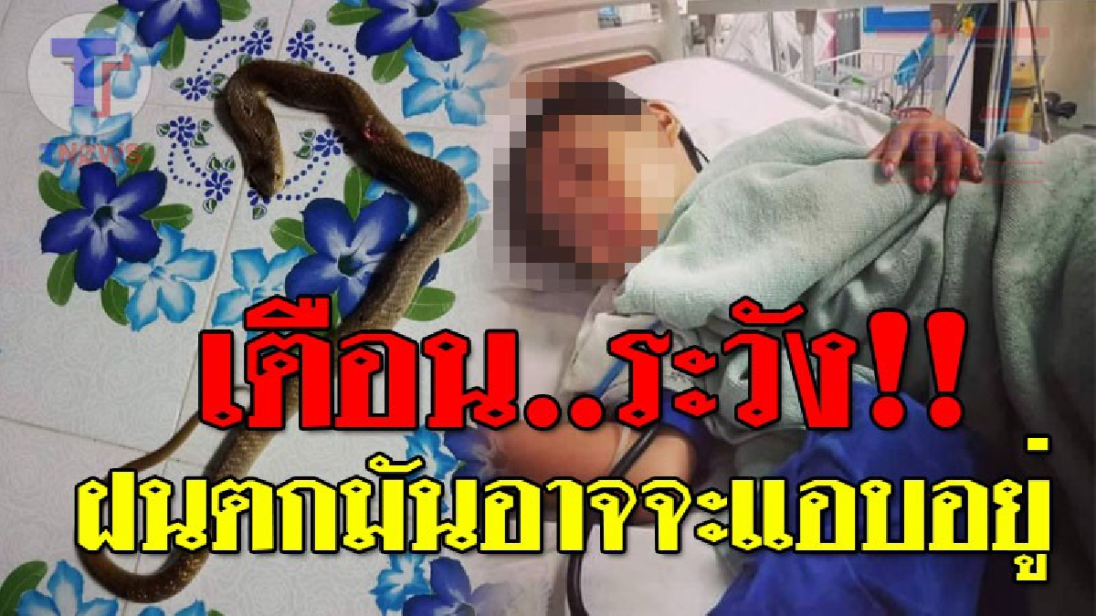 สุดบีบหัวใจ ! แม่ได้ยินเสียงลูกร้องกลางดึก รีบวิ่งไปดู ลูกบอก "แม่จ๋า..อะไรไม่รู้กัดหนู" หันไปข้างเตียงแทบช็อก..พบ "งูเห่า" เผือกนอนขดอยู่!?