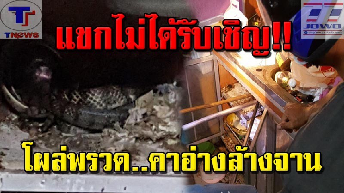เปิดคลิปสะพรึง! มันโผล่มาจากท่อ งูเห่ายาวกว่า 3 เมตรบุกครัว..เจ้าของบ้านเห็นถึงกับขนลุก! รีบแจ้งกู้ภัยให้มาจับไปปล่อยคืนสู่ธรรมชาติ (ชมคลิป)