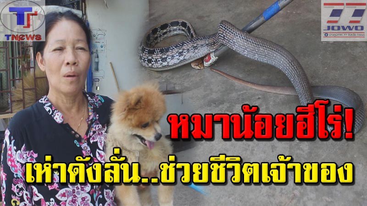 แม่มาดูเร็ว..ตัวอะไรเลื้อยเข้าบ้าน !!? "เจ้าอาเธอร์" ปอมน้อยแสนรู้ เห่าดังลั่น! เจองูบุกเข้าบ้าน เจ้าของมาเห็นโร่แจ้งกู้ภัยจับทันเวลา (คลิป)