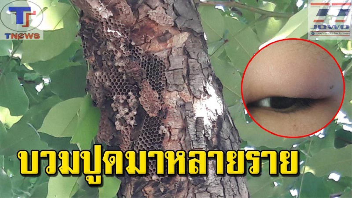 ผวาตาปิด !!! แตนแดงมหาโหด ไล่ต่อยผู้ปกครอง-นักเรียนตาบวมปูดนับไม่ถ้วน เร่งแจ้ง จนท.เผาทำลายให้สิ้นซาก (มีคลิป)