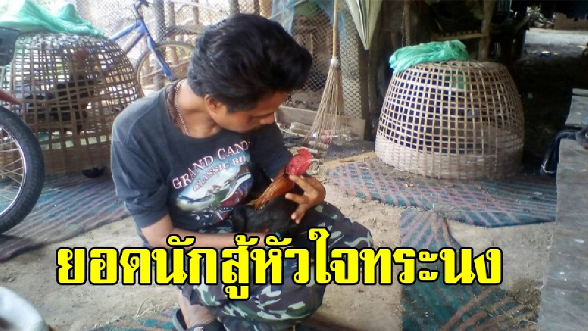 สุดยอด!!หนุ่มพิการเมืองช้าง หัวใจทระนงสู้ชีวิต เลี้ยงไก่ชนขาย ส่งลูกชายพิการมีหูข้างเดียวเรียน