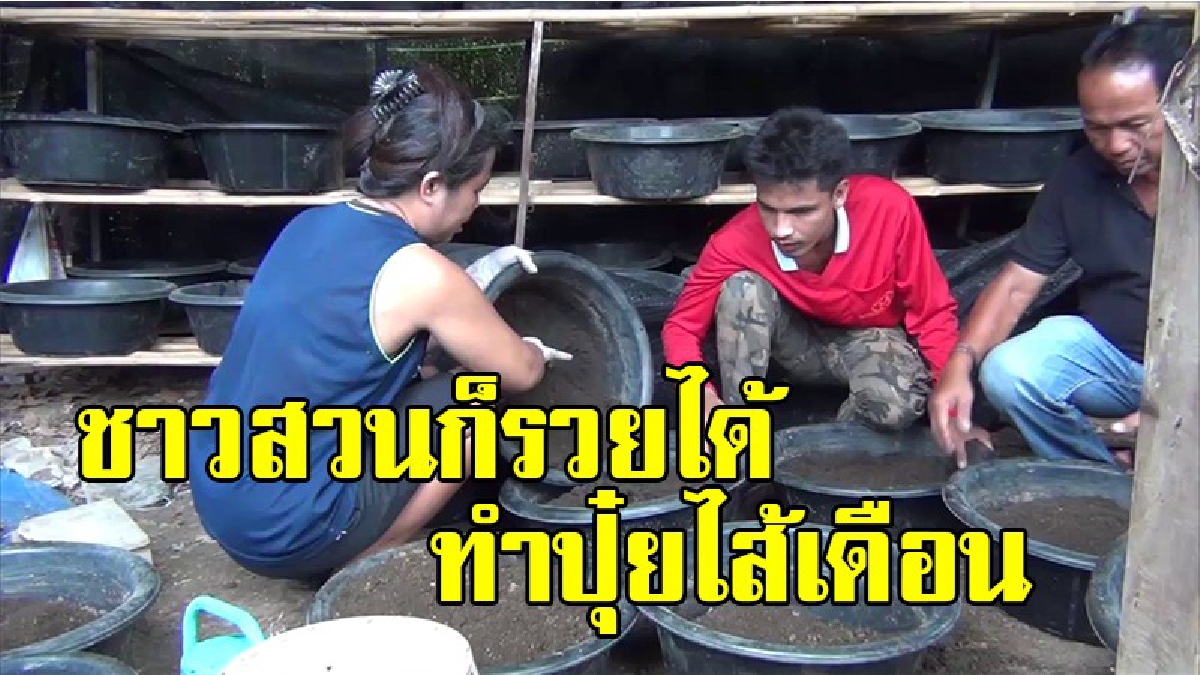 แค่ไส้เดือนก็รวยได้ !! ชาวสวนมะม่วงเพาะเลี้ยงไส้เดือนขายมูลเป็นรายได้เสริมนำไปทำปุ๋ยปลูกผักชีวภาพ