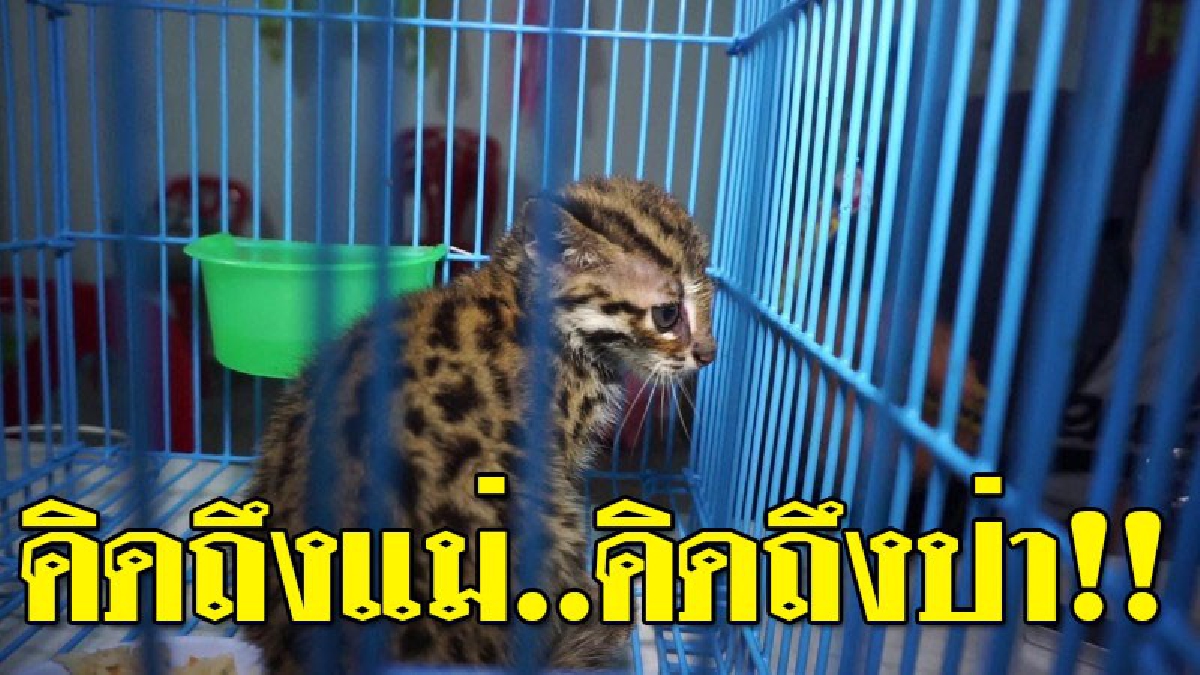 แม่หนูอยู่ไหน!? ทำเอาวุ่นทั้งตำบล หลังพบลูก "เสือปลา" สัตว์หายากติดอันดับประเทศ หลายคนเชื่อ..สูญพันธ์ไปแล้ว วอน จนท.ช่วยรับดูแลด่วน!! (คลิป)