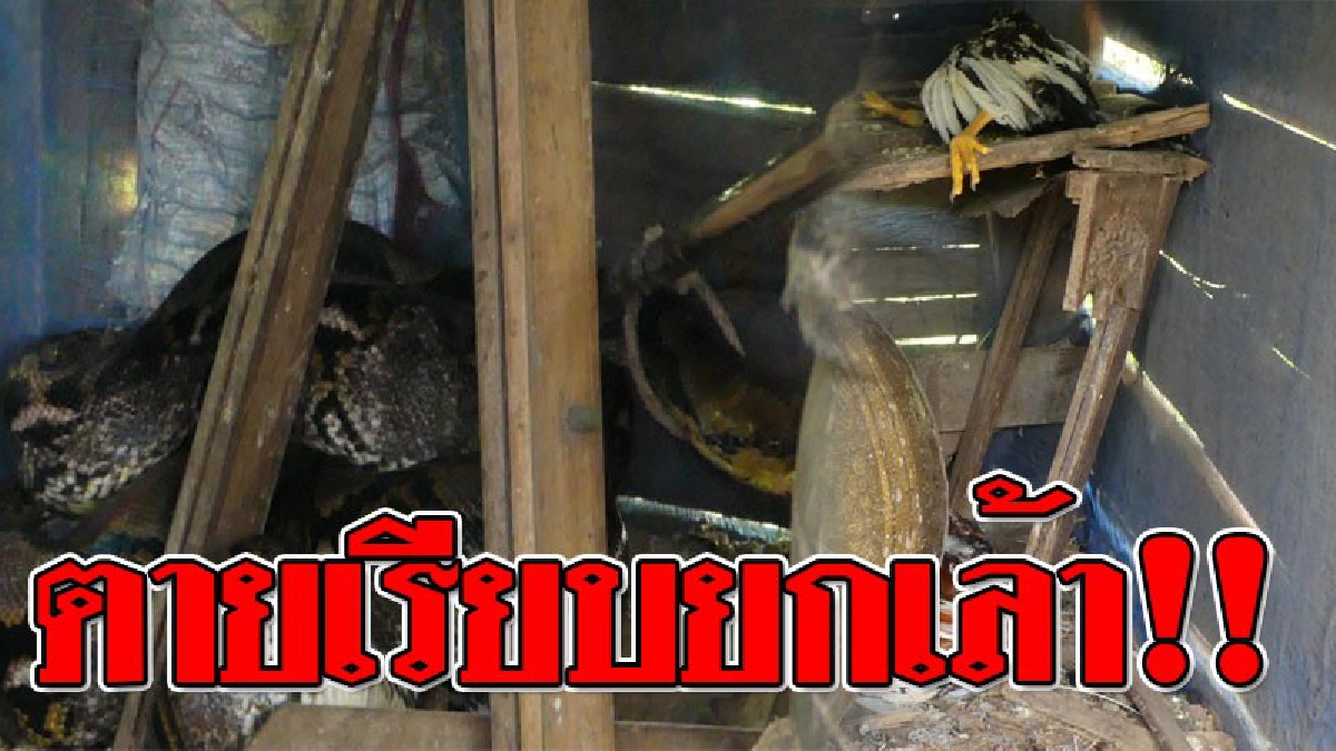 อสรพิษกินโหด ! ตาวัย 75 เซ็งสุดๆ เจองูเหลือมจังๆ..ในเล้าไก่ พอหันไปดูรอบๆ ไก่ชนลูกรักหายไปหมดเกลี้ยง? แทบเข่าทรุด..มันล่อหมดเล้า!!