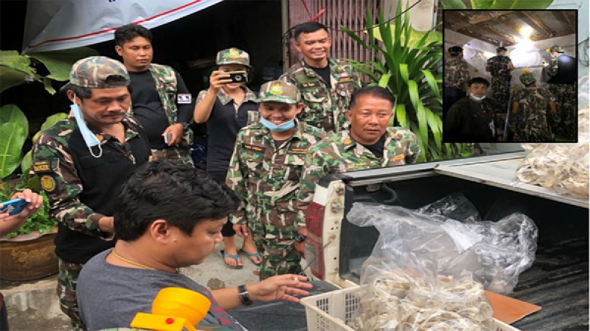 จับได้เพียบ ! ฝ่ายปกครองตำรวจสนธิกำลังสายตรวจสัตว์ป่า บุกตรวจยึดบ้านนกอีแอ่นยึดรังได้ 11.67 กก.อายัดรังที่มีไข่ไว้ 4,875 รัง (ชมคลิป)